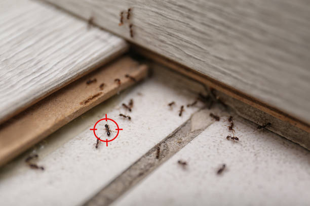 Cross Lanes, WV Pest Control Company